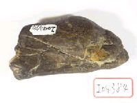 藏品(不明腿骨)的圖片